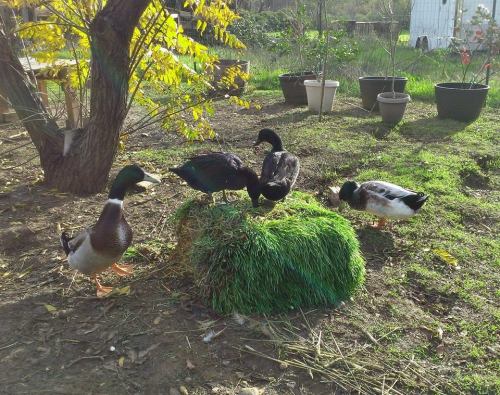 10868188_349173251921456_2812160595037622904_n