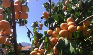 11401576_426831847488929_73655117818243653_n