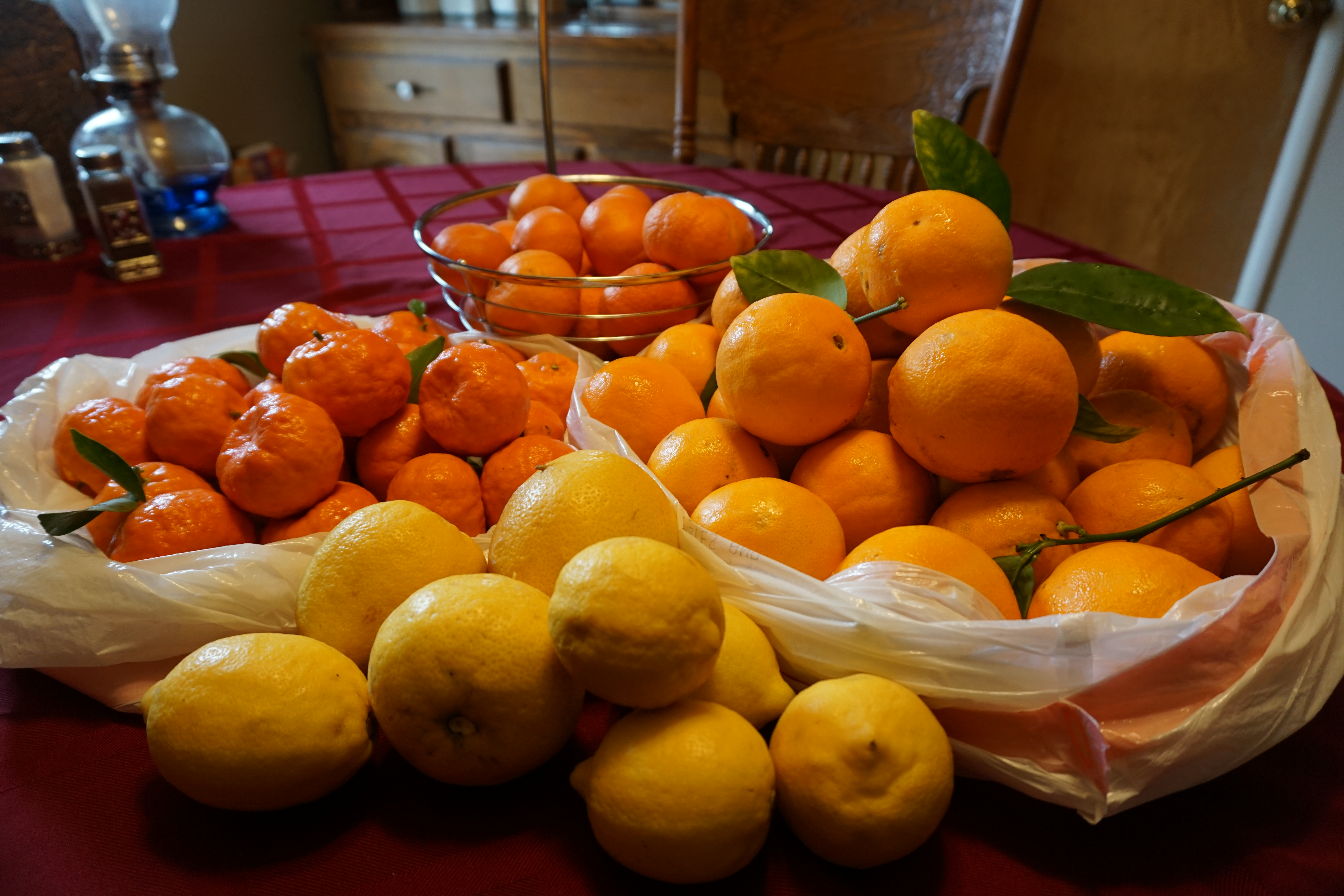 Urban Foraging Resources | The Homestead Wife - Urban Foraging Techniques